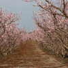 Johnson's Peaches orchard in full bloom (Johnson's Peaches is a North Carolina orchard located in Candor, NC).