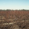 Properly pruned peach trees.