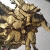 Voles teeth marks in the shrubs roots