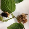 Mulberry with Popcorn disease