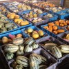 Winter squash could also be a mystery ingredient.