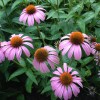Purple coneflowers are great for beneficial insect gardens, and they are also treated as a medicinal herb.