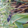 A Wheelbug is a type of Assassin Bug, and this one is on top of a corn stalk; their mouthpiece can puncture skin if picked up.