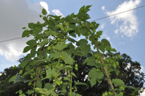 Cover photo for Successful 2012 Post-Season NC Hops Grower Meeting-with Notes