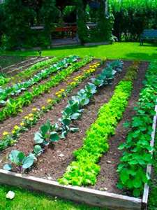 vegetable garden