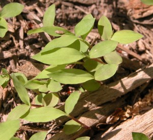 Cover photo for What Is That Weed?