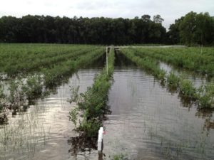 Cover photo for Guidance for Industry: Evaluating the Safety of Flood-Affected Food Crops for Human Consumption