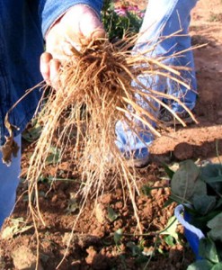 Cover photo for Advanced Medicinal Herb Handling Workshop
