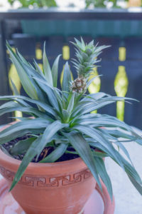 succulents in a pot
