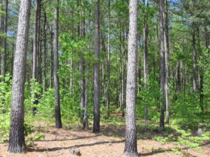 pinestand