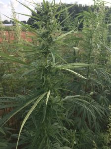 Industrial Hemp Plant