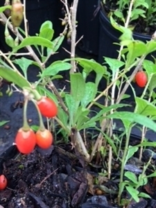 Gogi Berry Plant