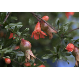 pomegranate blossom