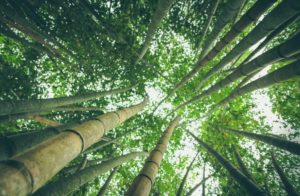 bamboo forest