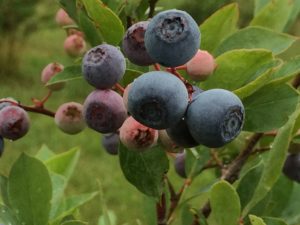 blueberry fruit