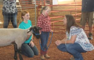 Special Sheep Show