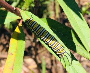 Monarch caterpillar on butterflyweed