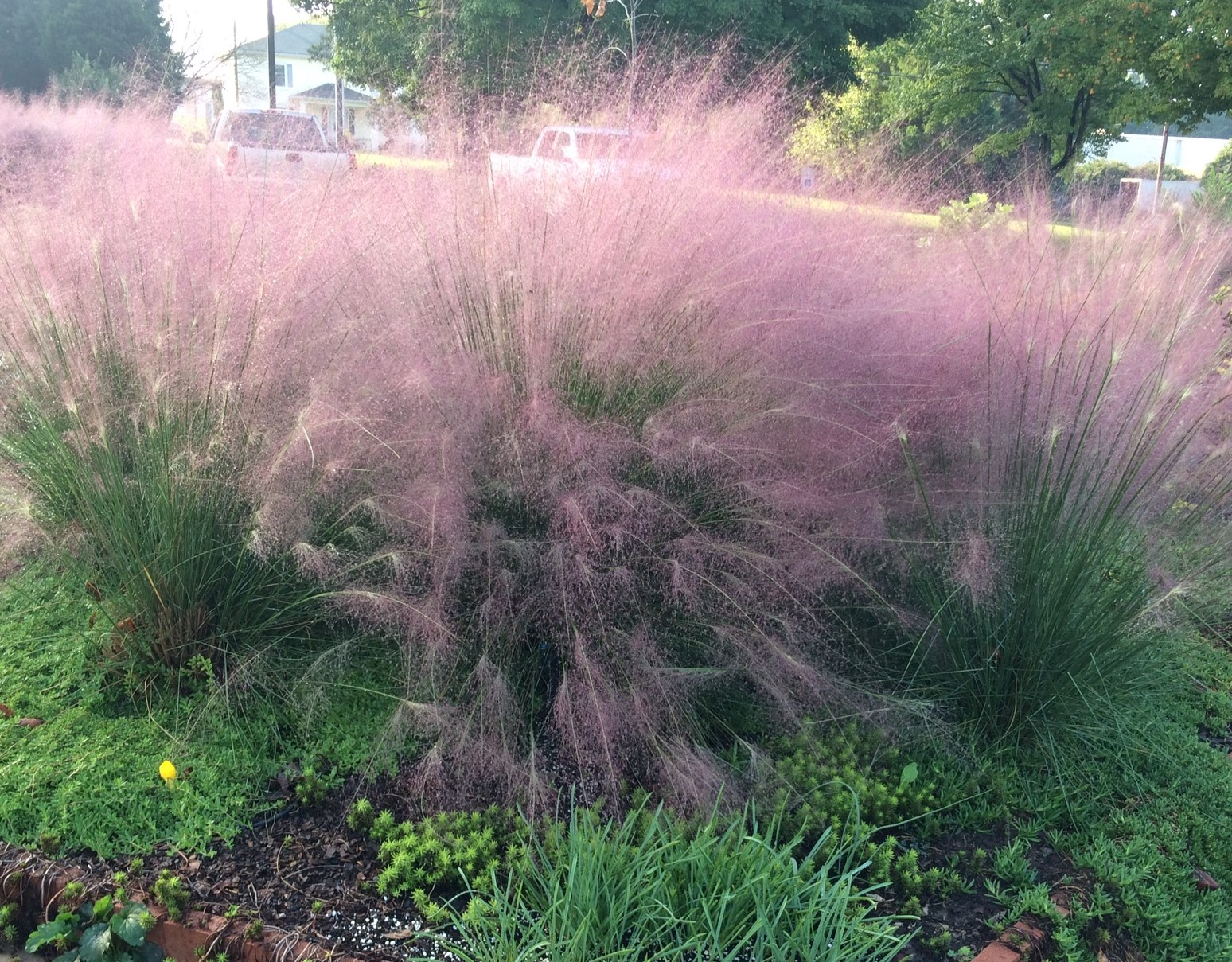Pink Muhly Grass in the Sloop Garden