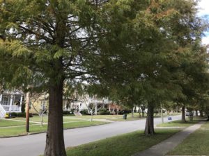 Bald Cypress Street Trees