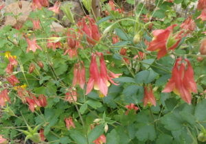 wild columbine flower