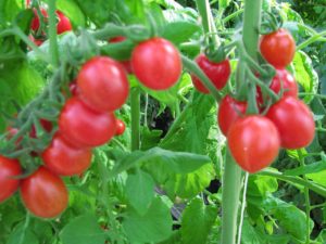 grape tomatoes