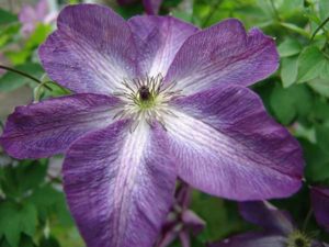 Clematis Venosa