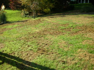 aerified lawn