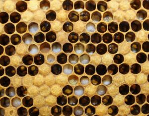 Picture of Bee Hive