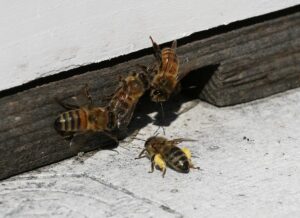 Cover photo for Chatham County Beekeepers Offer an Intro to Beekeeping Online Course