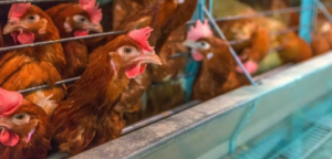 chickens in a chickens house
