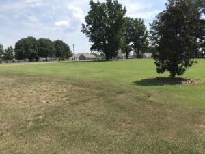 drought stressed turfgrass