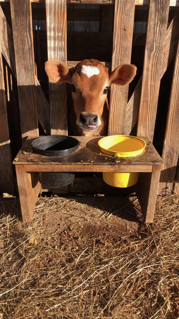 Jersery calf with head stuck in fence