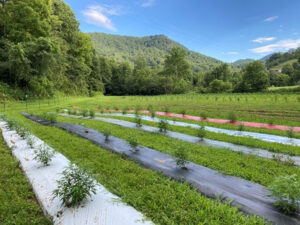 floral hemp planted in a colored plastic mulch trial