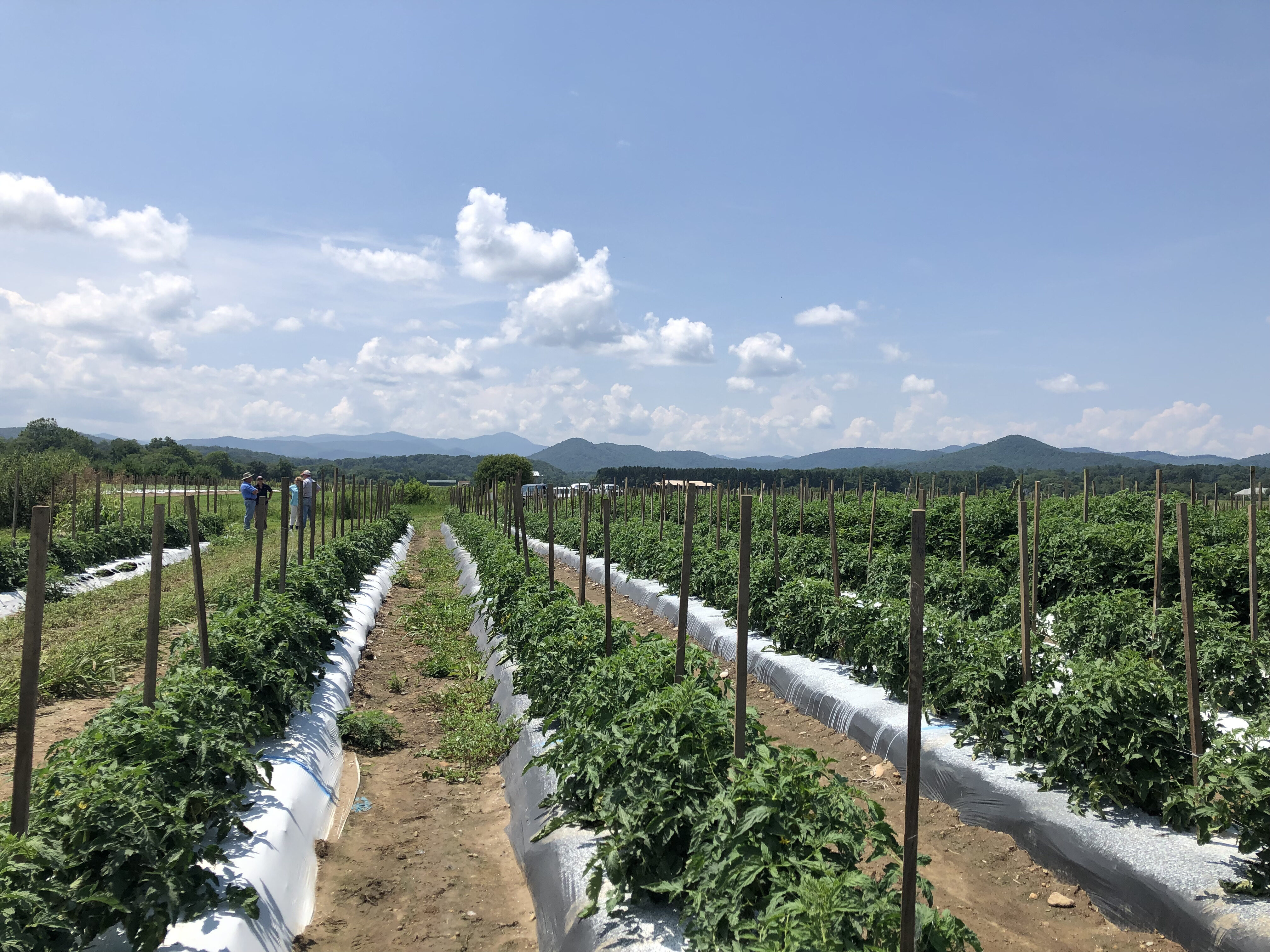 Medium sized, staked tomato plants growing on white plastic in the Mills River Research plots.