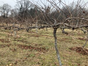 Cover photo for Pruning Season Is Here!