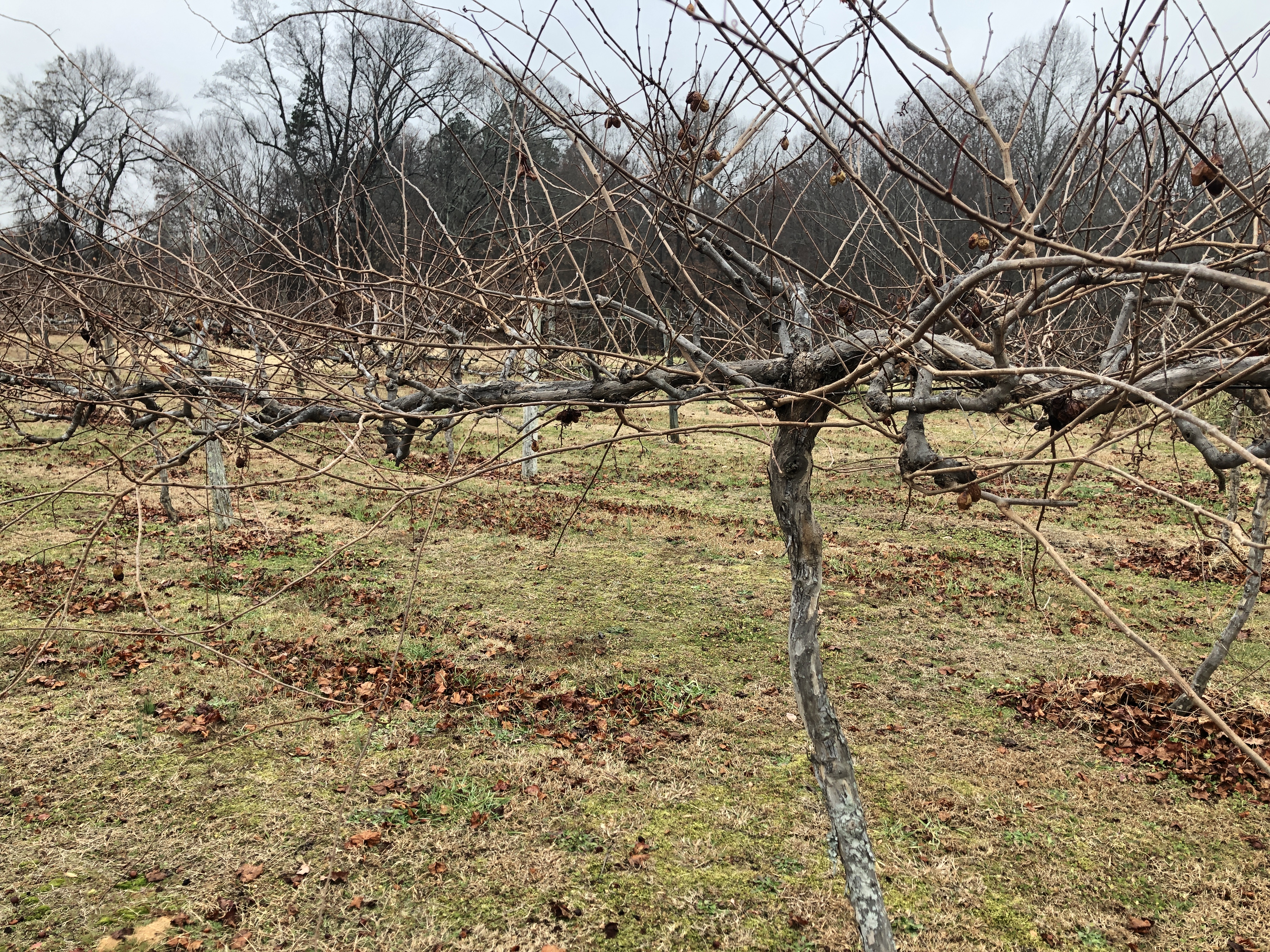 Photo of muscadine vines that will be pruned soon