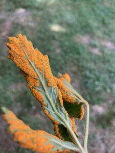 Orange rust on blackberry leaf