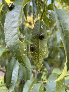 Cover photo for Controlling Japanese Beetles Around the Home
