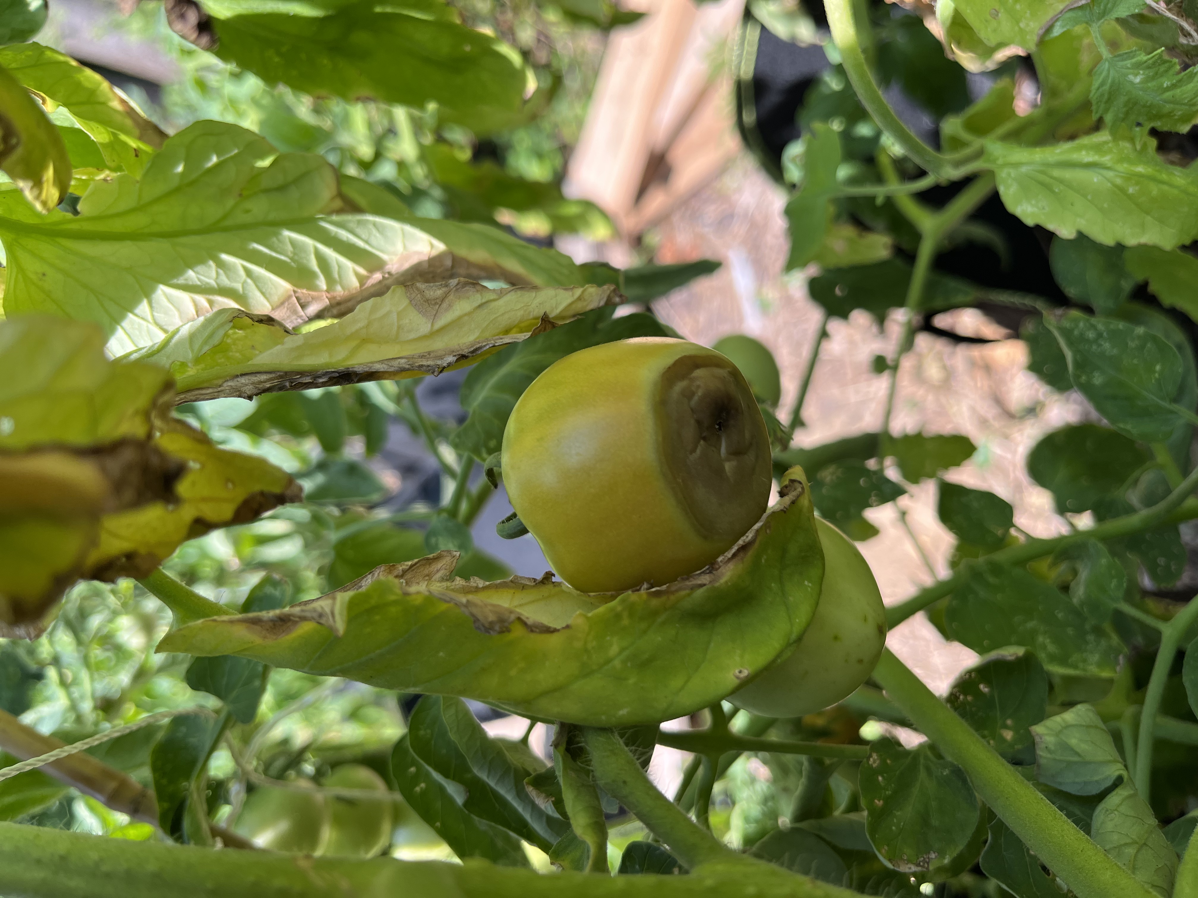 green tomato on vine with a decaying bottom
