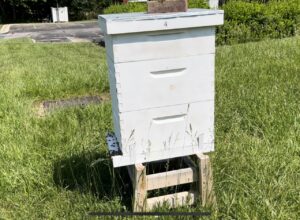working bee hive
