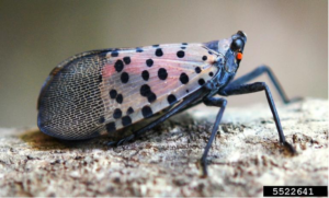 Adult spotted lanternfly usually keep their wings folded in. Wings are transparent with black dots.