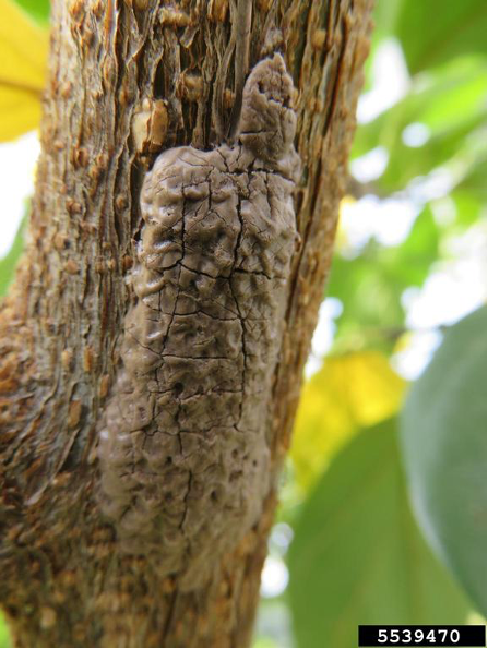 egg mass on tree from spotted lanternfly appears like dried mud when unhatched.