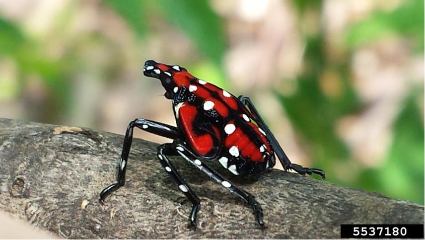 An older nymph of spotted lanternfly will develop a reddish hue along with the black under-marking and white dots. 