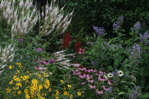 flowering perennials in garden bed