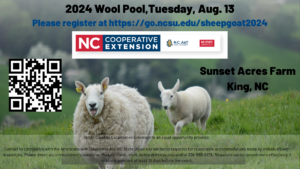 Photo of Sheep looking at the camera