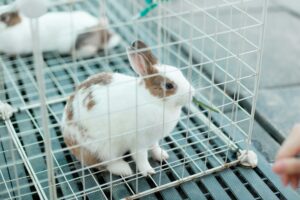 Rabbits rest in individual cages