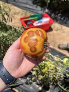 Tomato with TSWV